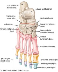 Midfoot Problems | The Tagoe Clinic